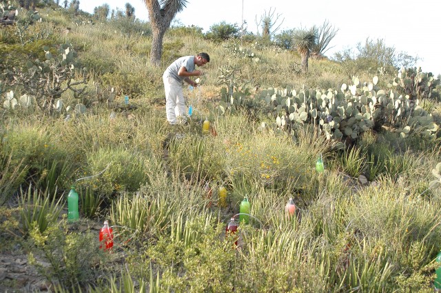 Soda cactus